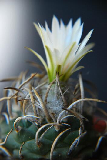 Turbinicarpus schmiedickeanus ssp. klinkerianus cv. lilinkeuiduus 