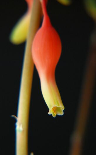 gasteria armstrongii x batesiana