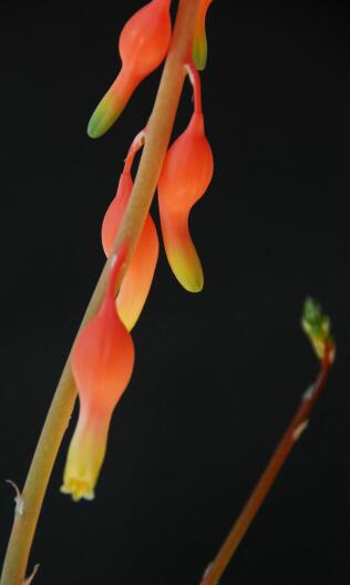 Gasteria armstrongii x batesiana 