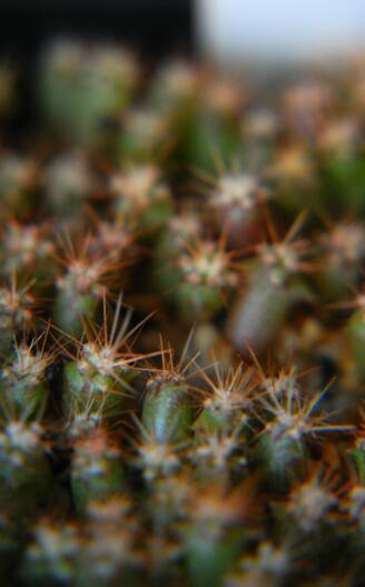 ferocactus wislizeni 