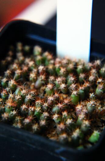 ferocactus wislizeni 