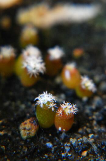 mammillaria pectinifera 