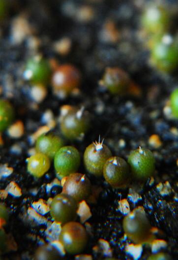 ariocarpus kotschoubeyanus 