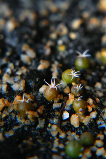 ariocarpus retusus 