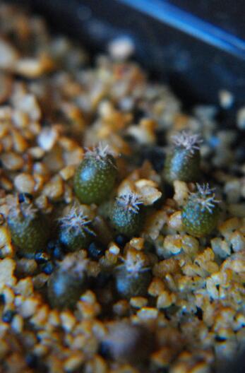 Lophophora williamsii 