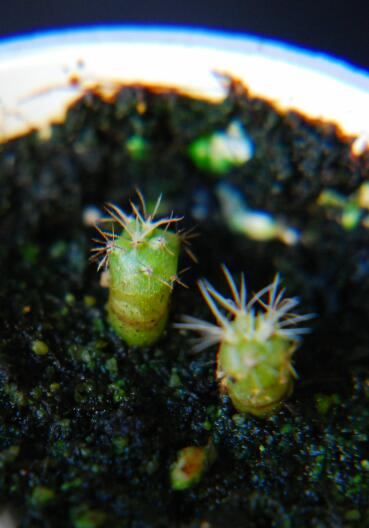 matucana madisoniorum