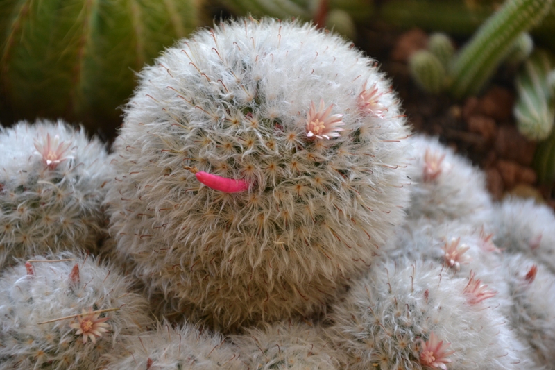 Mammillaria bocasana 