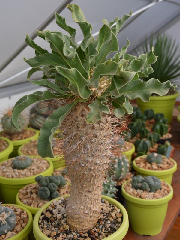 Pachypodium namaquanum 