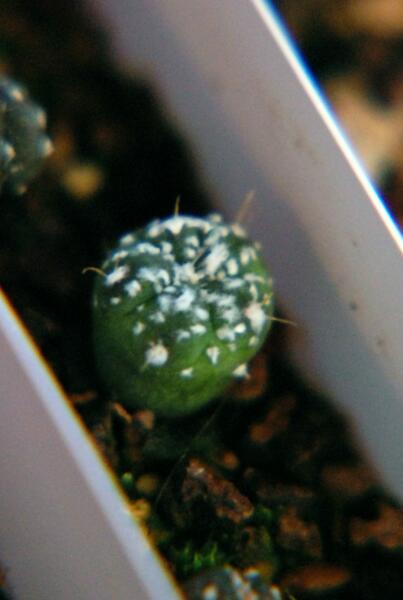 Astrophytum asterias cv. kituko 