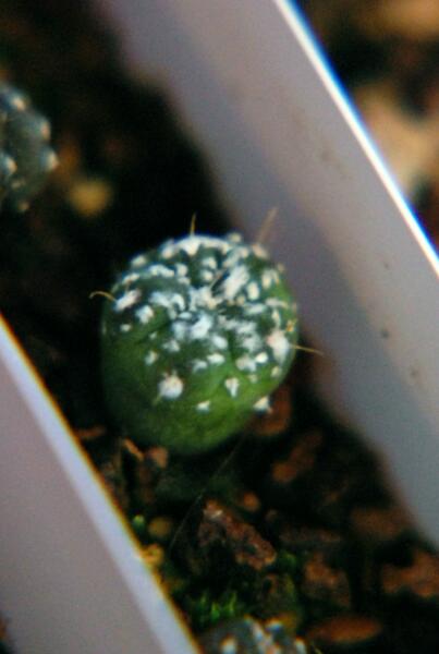 astrophytum asterias cv. kituko