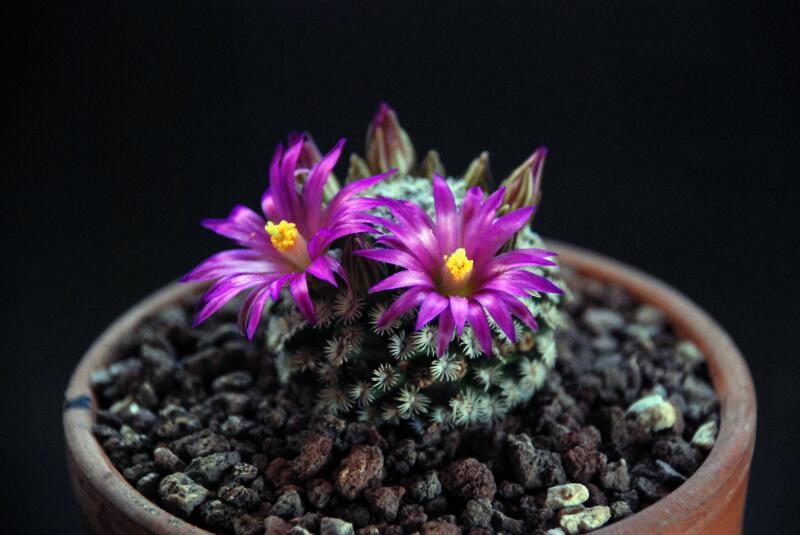 Mammillaria hernandezii 