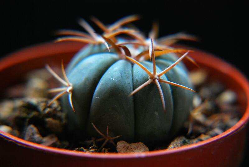 Echinocactus horizonthalonius CZ85