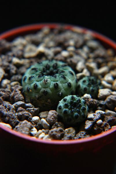 sulcorebutia rauschii cv. apple green