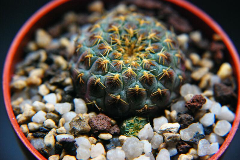 Sulcorebutia rauschii cv. yellow spines 