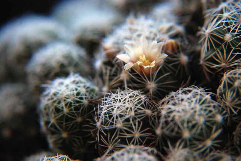 Mammillaria vetula ssp. gracilis 