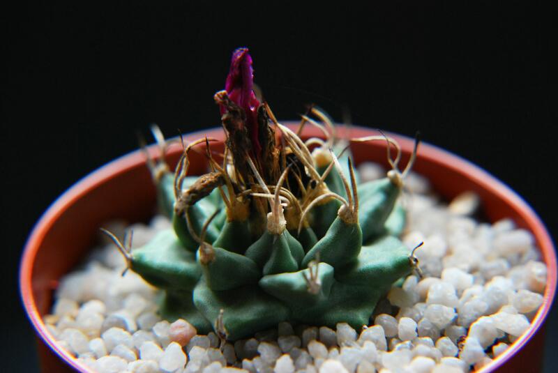 Turbinicarpus alonsoi 