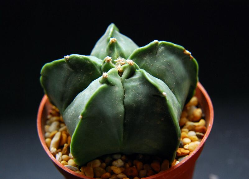 Astrophytum myriostigma f. nudum cv. kikko 