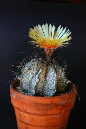 Astrophytum capricorne 