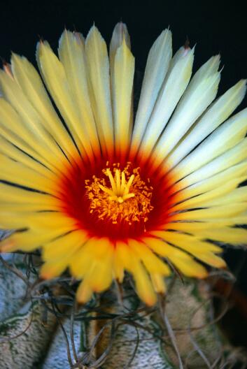 Astrophytum capricorne 