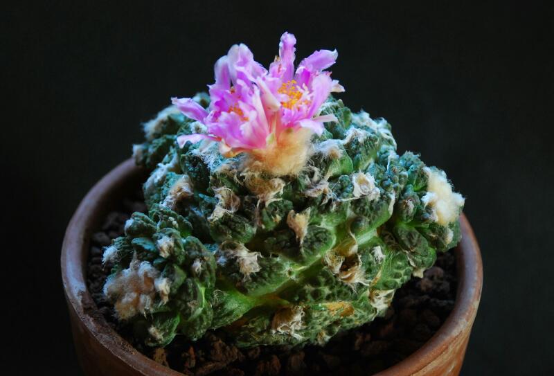 Ariocarpus fissuratus f. monstruosus 