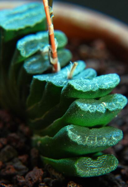 Haworthia truncata 