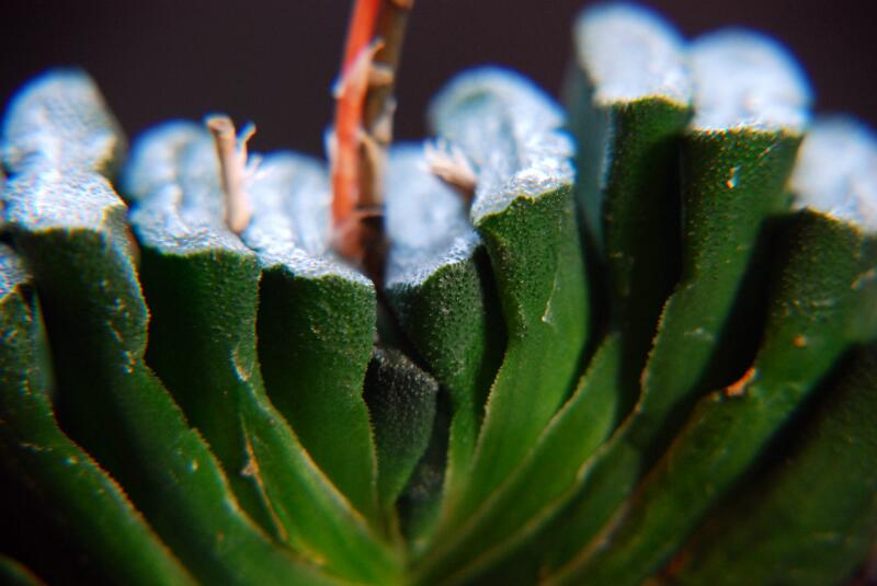 Haworthia truncata 