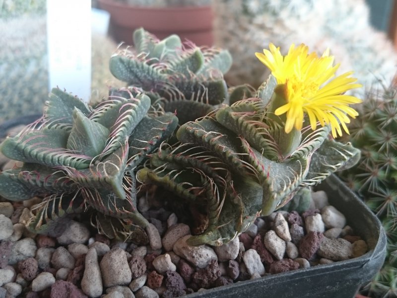 Faucaria tigrina PV1309