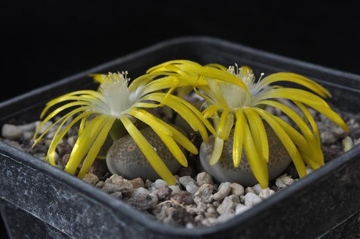 Lithops terricolor C254