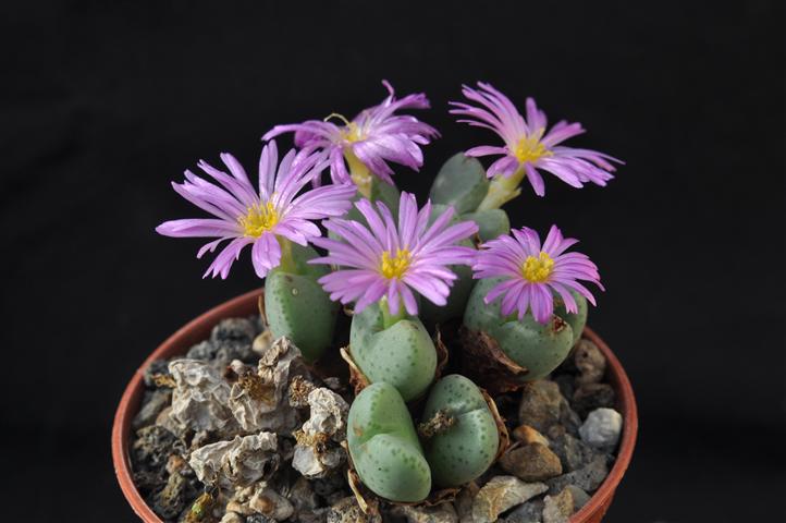 conophytum velutinum