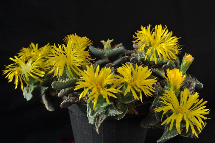 Faucaria tigrina 