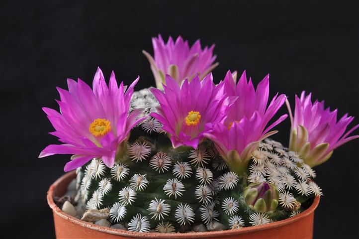 Mammillaria hernandezii 