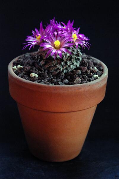 Mammillaria hernandezii 