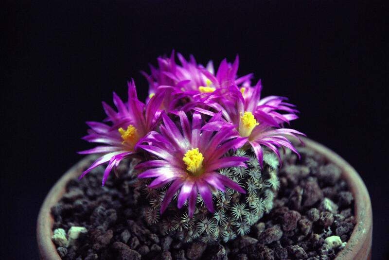 Mammillaria hernandezii 