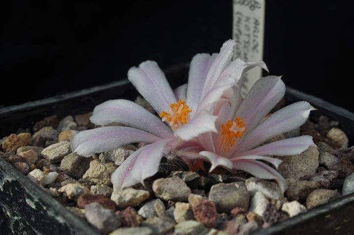 Ariocarpus kotschoubeyanus 