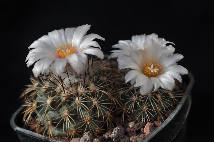 Turbinicarpus saueri 