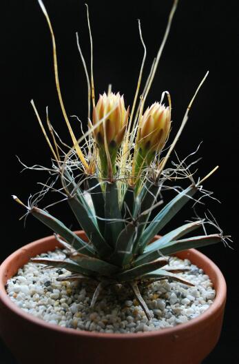 Leuchtenbergia principis 