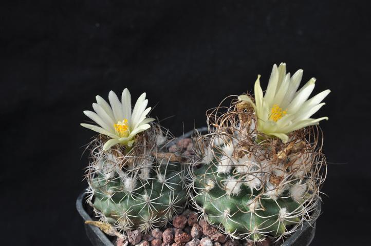 Turbinicarpus flaviflorus 