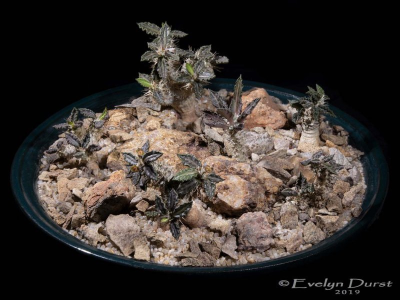 Euphorbia tulearensis 