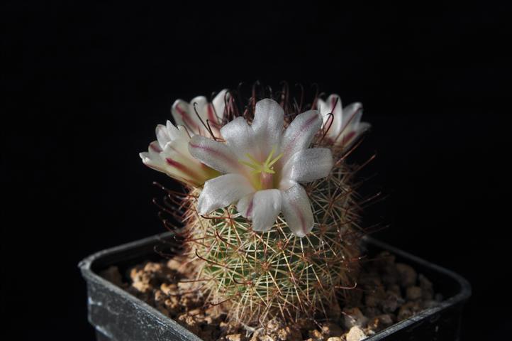 Mammillaria dioica SB1692