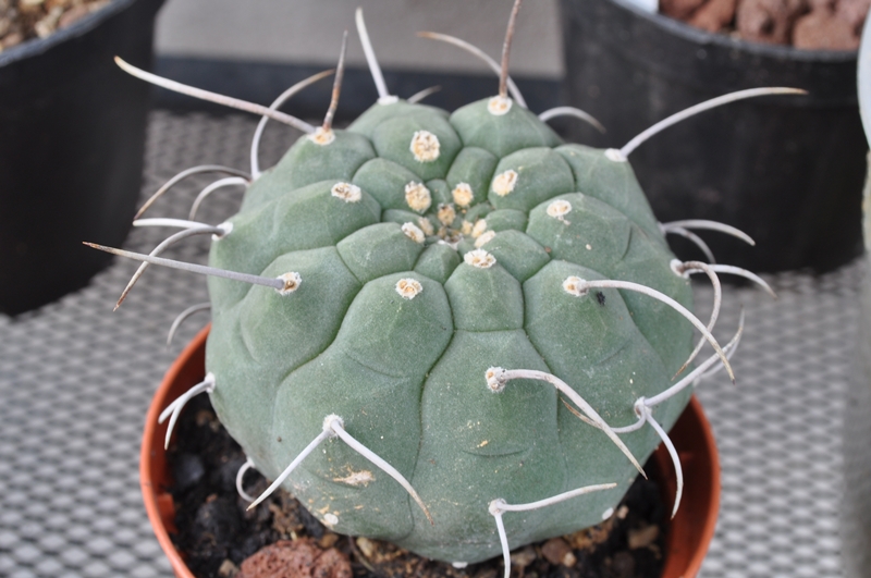 Matucana madisoniorum 