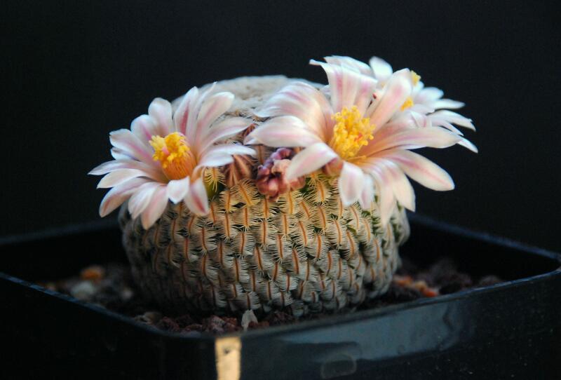 Mammillaria pectinifera 