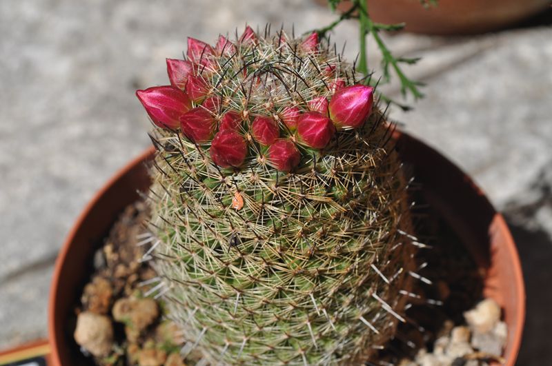 Mammillaria matudae 