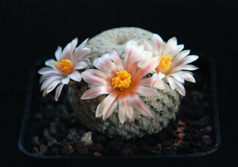 Mammillaria pectinifera 