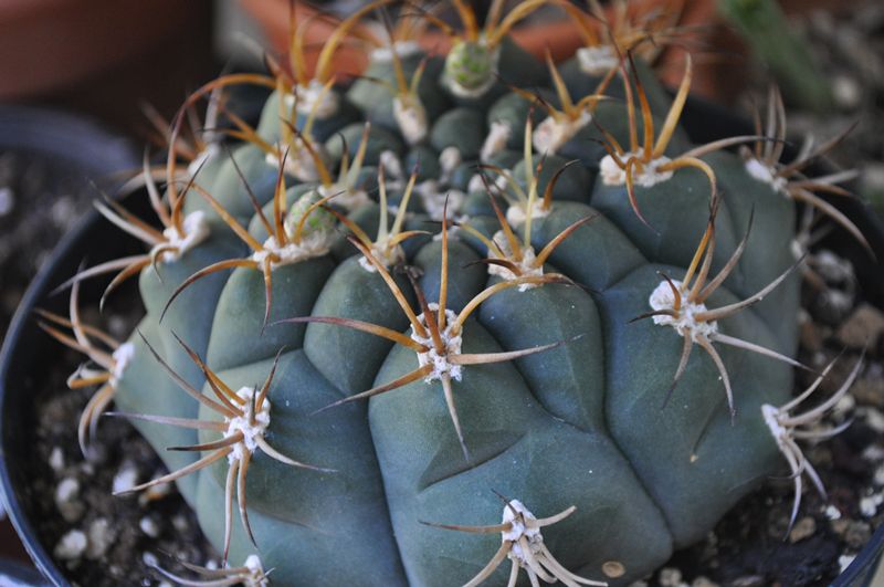Gymnocalycium pflanzii 