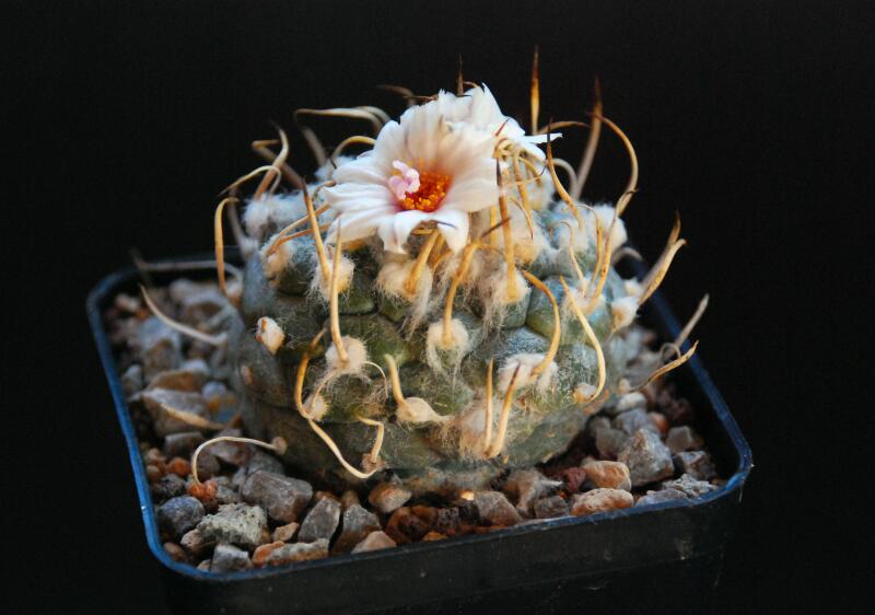 Turbinicarpus bonatzii 