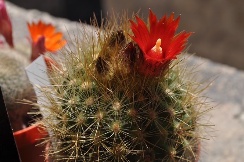 Parodia penicillata 