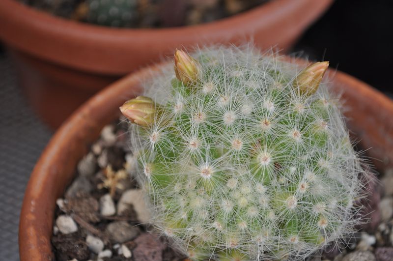 Mammillaria baumii 