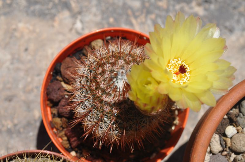 Parodia schlosseri 