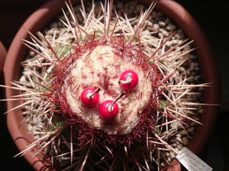 Melocactus curvispinus ssp. koolwijkianus 