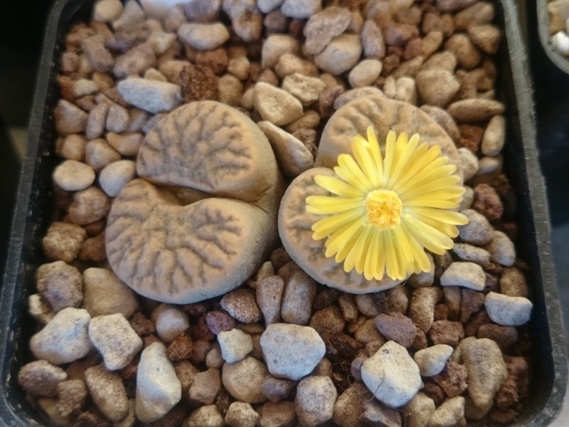 Lithops bromfieldii C368